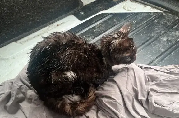 Animaux trouvés La Roche-Maurice, photo: Trouvé Chat, Les Hauts de Pesmarc’h, 3, La Roche-Maurice - gris