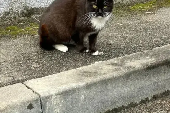 Знайдено кішку Коцюбинське, фото: Знайдено кішку, вулиця Сергія Данченка, Київ - вагітна і потребує допомоги