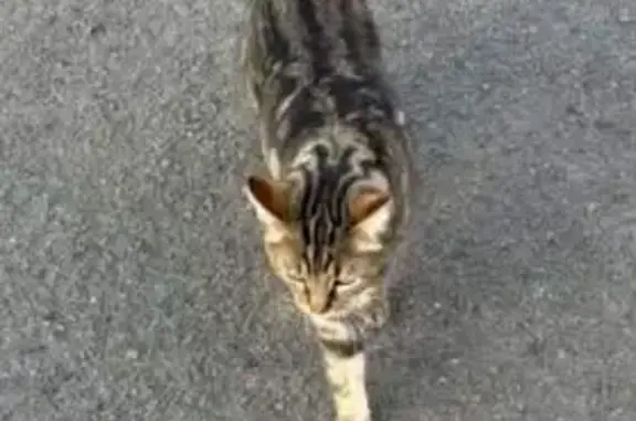 Chat perdu, Rue du Clos Godet, Meaux - Mina pucée - photo