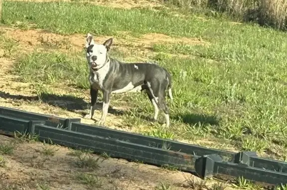 Lost dog, Central Plank Road, Wetumpka - female, gray and white, pink collar - photo