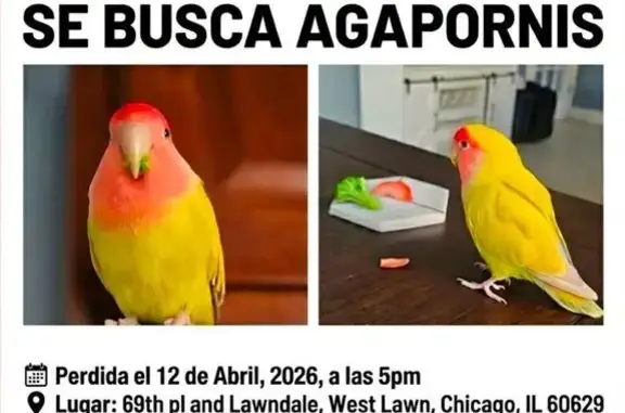 Missing bird Male, Chicago (usl534912) - photo