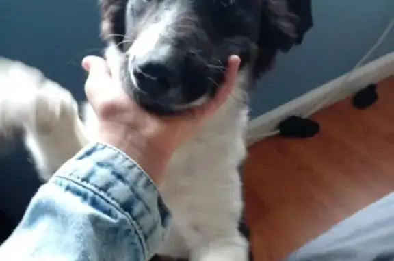 Lost dog, East 89th Avenue, Thornton - 4-month-old Border Collie - photo