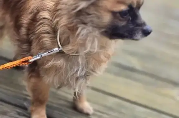 Found dog Utica, photo: Found female dog, Genesee Street, 1319, Utica - brown with flea collar