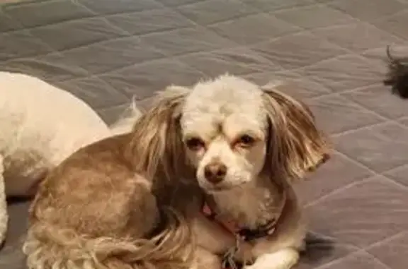 Lost female dog, West Market Street, Somerville - small, gray & white with a red, white and blue collar - photo