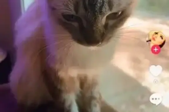 Lost male cat, North Moss Springs Hollow Road, Centerville - white with blue eyes - photo