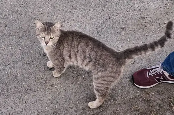 Animaux trouvés Dinan, photo: Chat trouvé, Rue du Drénez, Larmor-Baden - gris tigré
