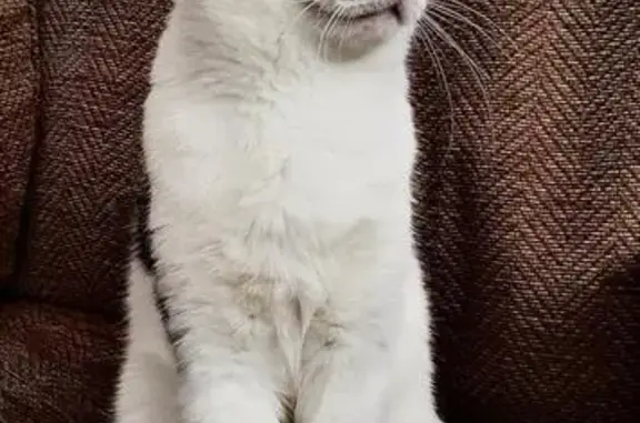 Lost male cat, Den Bank Drive, Stannington - short hair white with black markings - photo