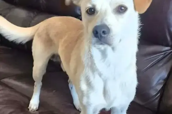 Lost male dog, Emerson Drive Northeast, Palm Bay - tan and very skinny - photo