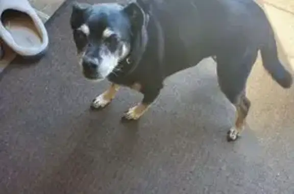 Missing dog Female, Waterloo (usl534918) - photo