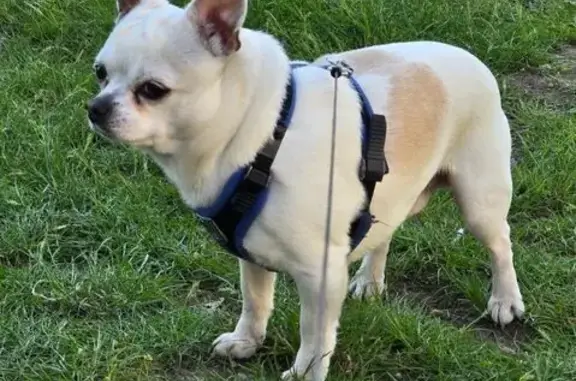 Зникла собака, Чарівна вулиця, 20, Кривий Ріг - Арчик, може бути біля 8-ї лікарні - photo