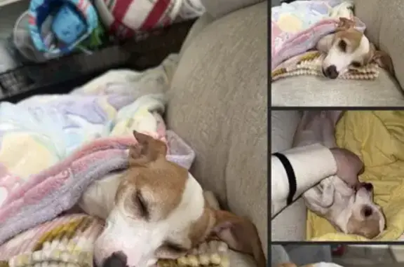 Lost dog, East 31st Street, Anderson - white and tan - photo