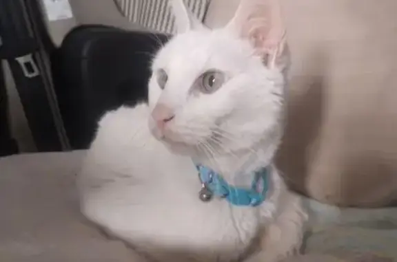 Perdido gato, Calle Bérchules, 18, Roquetas de Mar - blanco con collar naranja - photo