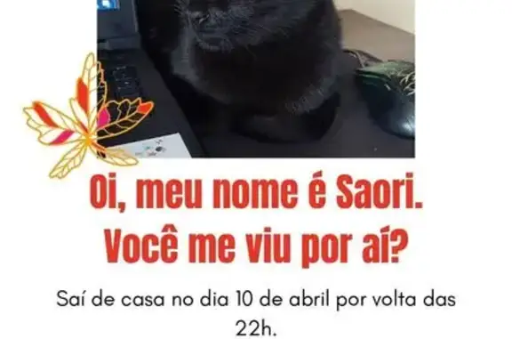 Gato desaparecido Fêmea (brl002633) - photo