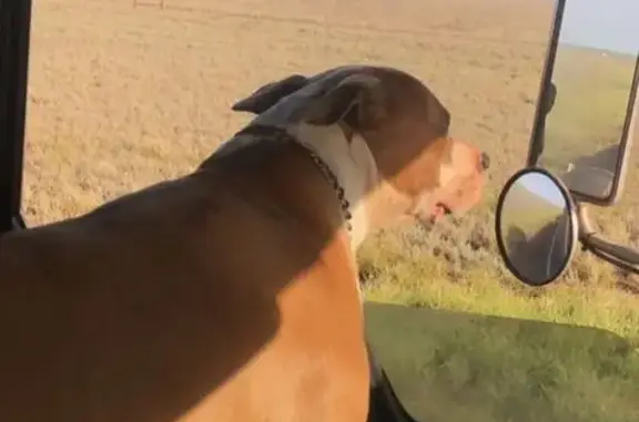 Lost dog, Koorda, Moora - brow...