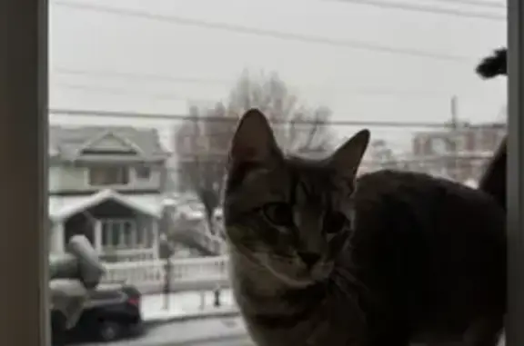 Lost pets Brooklyn, photo: Lost cat, Cornelia Street, 30, Brooklyn - female, gray and timid