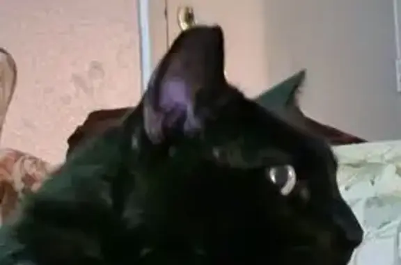 Lost cat, East 9th Street, Russellville - black with gray/white speckling - photo