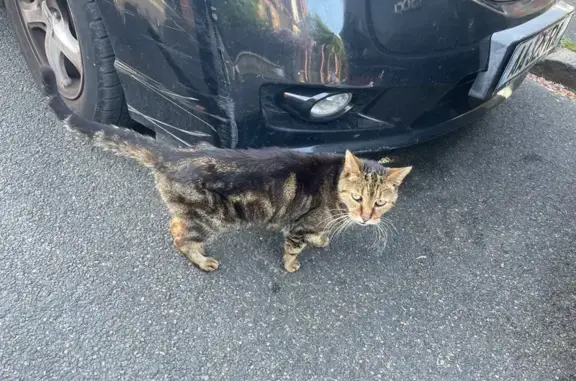 Animaux trouvés Houilles, photo: Chat trouvé, Rue Jean Macé, Houilles - tigré et miaule beaucoup