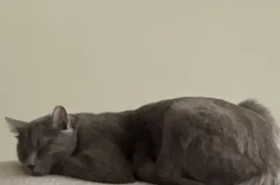Chat perdu, Rue des Pyrénées, Pamiers - chartreux de petite taille - photo