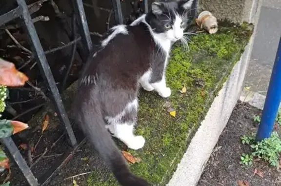 Animaux trouvés Saint-Chamond, photo: Chat trouvé, Rue de Plaisance, Saint-Chamond - mâle noir et blanc avec collier