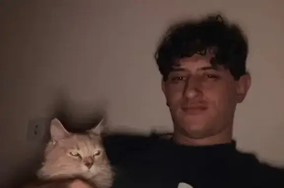 Perdido gato, Llucmajor, Islas Baleares - hembra naranja y blanca - photo