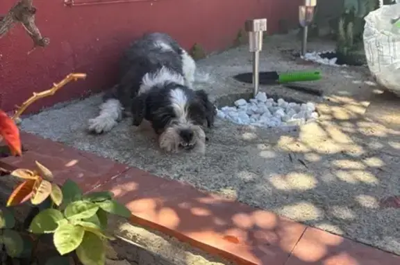Perdido perro, Carrer de la Troneta, 25, Montserrat, Torrent - blanco y negro pequeñito - photo