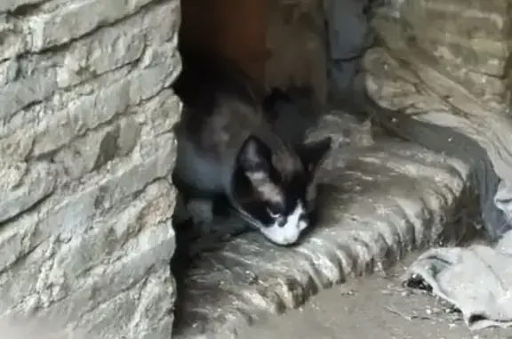 Animaux trouvés Vienne, photo: Chat trouvé, Rue de Gère, Vienne