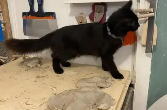Animaux trouvés Asnières-sur-Seine, photo: Chat trouvé, Avenue de la Marne, Asnières-sur-Seine - femelle noire 6 mois