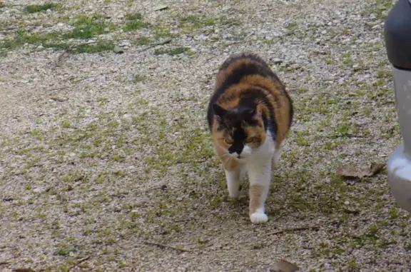 Chat perdu, Le Pontet, photo: Chat perdu, Route de Saint-Saturnin, Le Pontet - femelle tricolore