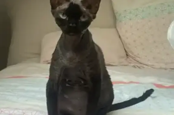 Chat perdu, Route de Bisselinges, 219, Margencel - petite chatte DEVON REX noire - photo