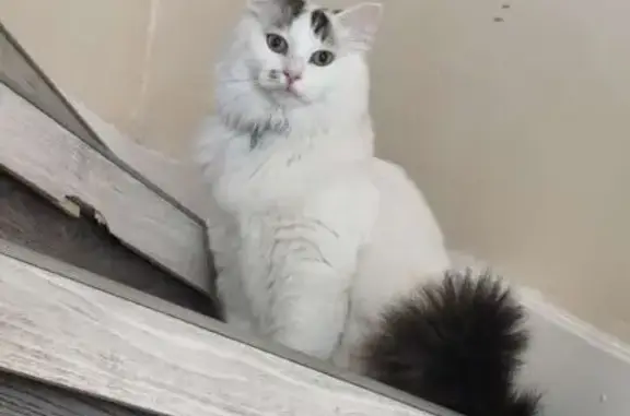 Chat perdu, Colombelles, photo: Chat perdu, Bretteville-sur-Laize, Colombelles - Berlioz, chat de gouttière