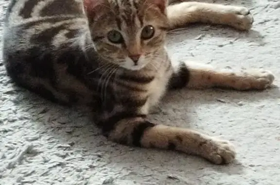 Chat perdu, Avenue Pierre Semard, Millau - femelle avec tâches noires - photo