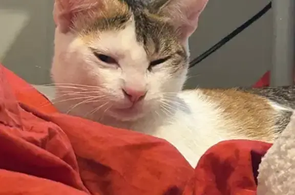 Chat perdu, Rue François Villon, Blagnac - femelle docile - photo