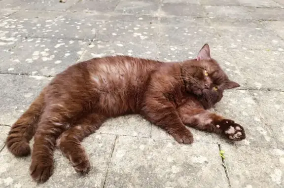 Animaux perdus Paris, photo: Chat perdu, Boulevard de la Fresnellerie, Le Mans - couleur chocolat