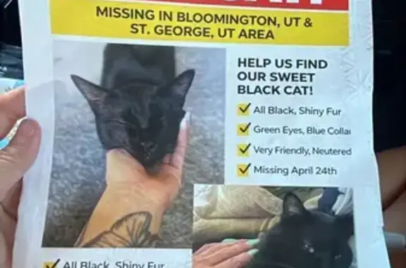 Missing cat Arlington, photo: Missing cat Male, Arlington (usl534935)