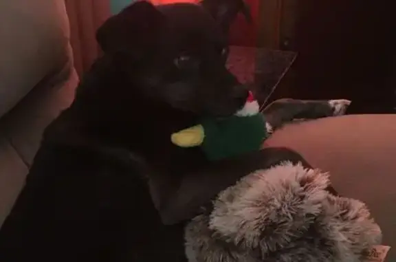 Lost pets Dover, photo: Lost dog, Northdown Drive, Dover, Philadelphia - older male with gray face