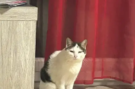 Chat perdu, Saint-Yrieix-sur-Charente, photo: Chat perdu, Rue de Saint-Léger, Joué-lès-Tours - femelle blanche tachetée