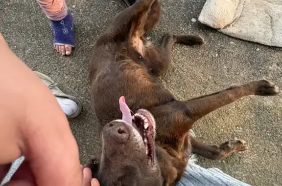 Chien trouvé Pradines, photo: Chien trouvé, Route de Boisset, Pradines - marron et très gentille