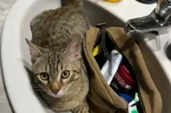 Chat perdu, Route de l'Angesse, Le Tholonet, Marseille - tigré avec grande queue - photo
