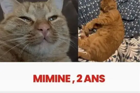 Chat perdu, Pomps, Nouvelle-Aquitaine - femelle rousse - photo