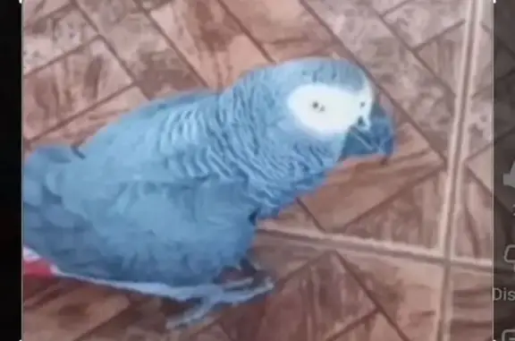 Lost bird, Stockville Road, Pinetown - African Grey that speaks - photo
