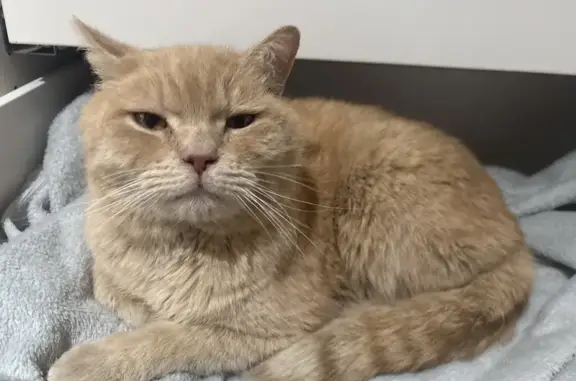 Gato encontrado Terrassa, foto: Encontrado gato macho, Avinguda de Jacquard, 2, Terrassa