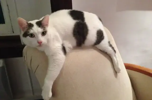 Animaux perdus Paris, photo: Chat perdu, Rue de Bandeville, Saint-Cyr-sous-Dourdan - grand et dodu
