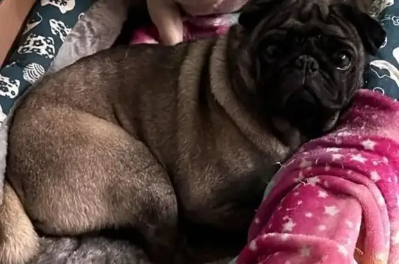 Perdido perro, Avenida Independencia, 33, San Simón Tlatlahuquitepec, Apizaco - carita negra y oreja más corta - photo