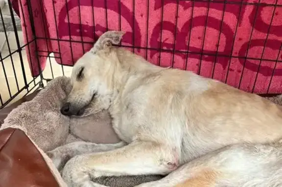 Perro encontrado Malaga, foto: Encontrado perro, Málaga, Andalucía - hembra abandonada