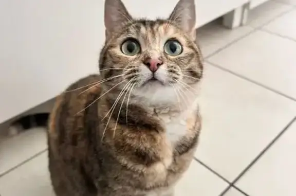 Animaux perdus Tarnos, photo: Chat perdu, Chemin de Banicq, Tarnos - tigrée rousse avec queue beige