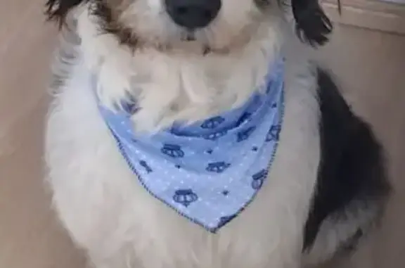 Cachorro encontrado Macho (brf...