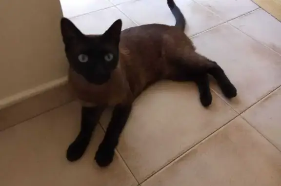 Perdido gato macho, Calle de la Duquesa de Villahermosa, Zaragoza - tipo siamés con ojos azules - photo