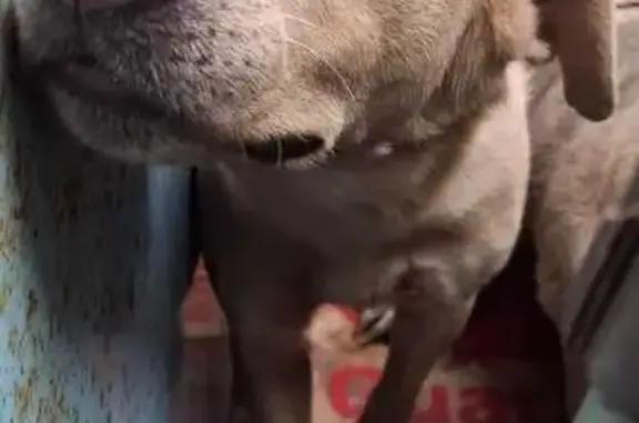 Cachorro perdido Fêmea (brl002635) - photo