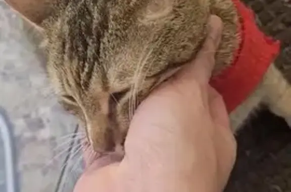 Found cat Fairfield, photo: Found cat, Gulf Drive, Fairfield - female spotted tabby