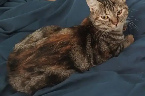 Animaux perdus Varreddes, photo: Chat perdu, Germigny-l'Évêque, Varreddes - pelage tigré, pucée